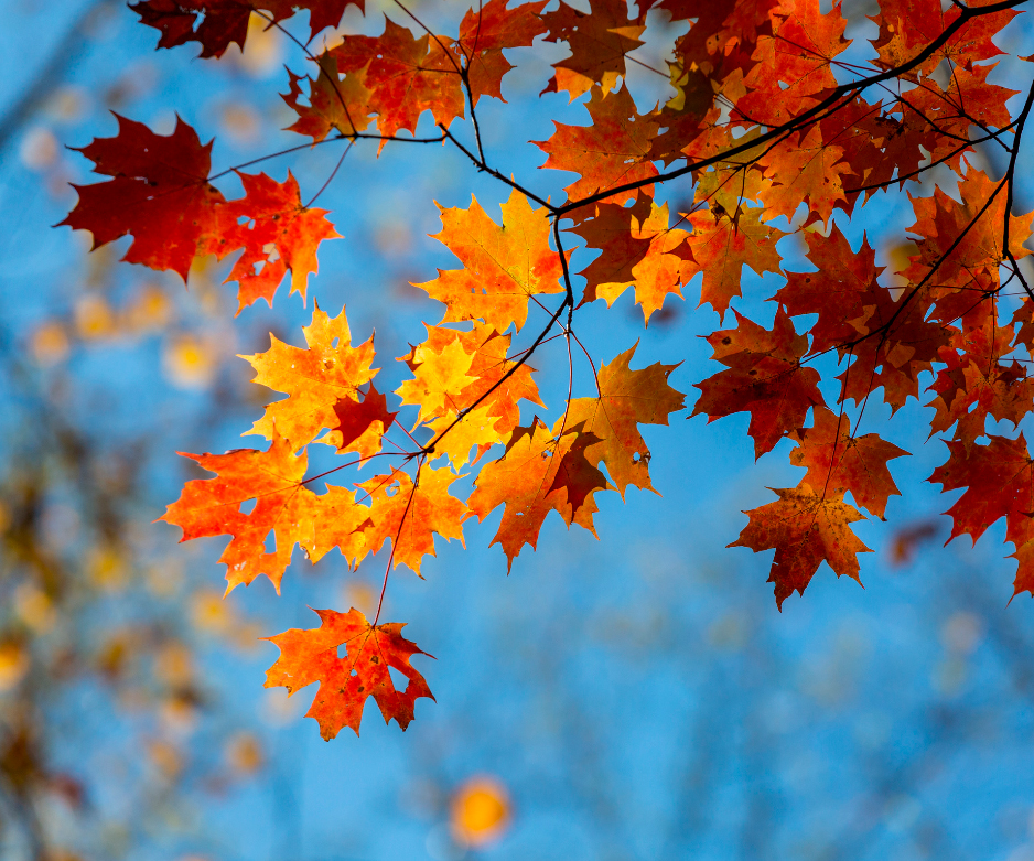 BENVENUTO AUTUNNO